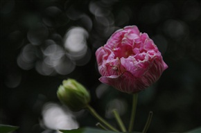 芙蓉
