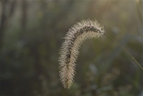 草