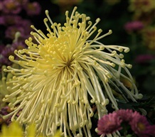 秋菊