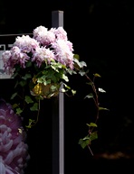 菊花吊蓝1