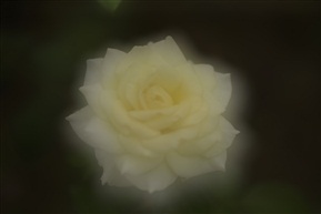 月季
