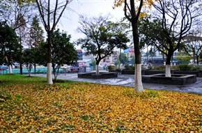 落叶归根