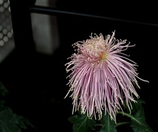 萝卜丝菊