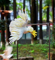 鹦鹉