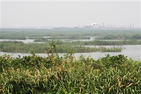淀山湖湿地