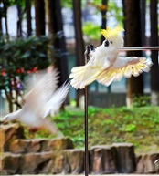 鹦鹉