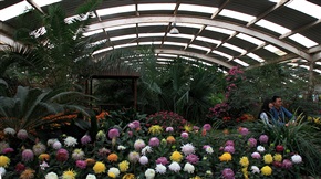菊展
