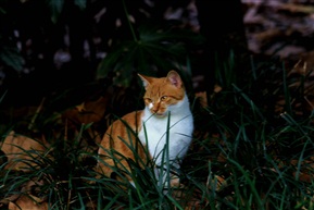 猫