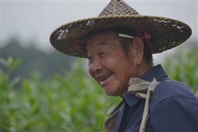 茶农