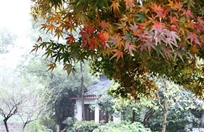 雾中红枫