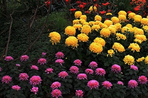 菊花