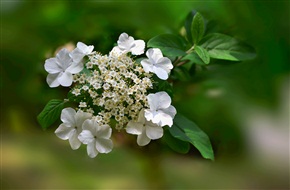 琼花