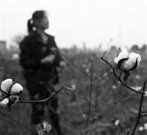 《丰收》