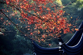 美枝