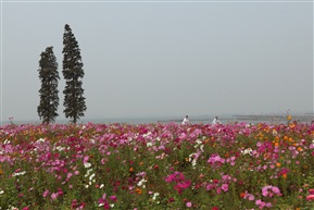 水乡湖边花