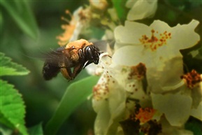木蜂