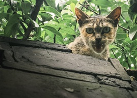 《 野猫  》