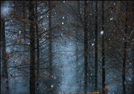 初雪