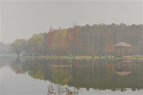 雾中秋景
