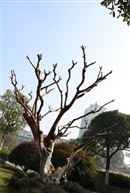 秋枯
