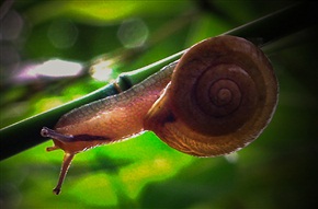 蜗牛1