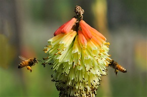 《蜜蜂》