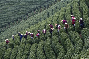 茶园风情