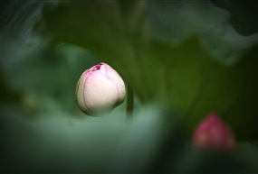 荷
