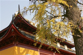 《延福寺的古银杏树》