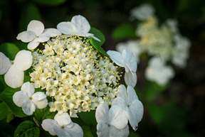 琼花