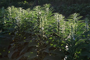 芝麻花