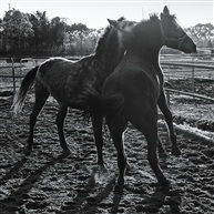 Twohorses