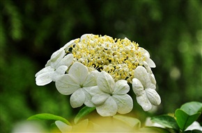 琼花