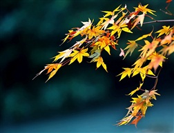 红枫叶飘诗意