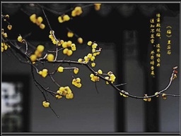 梅