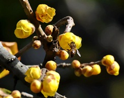 蜂恋梅