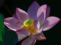 蜂恋花