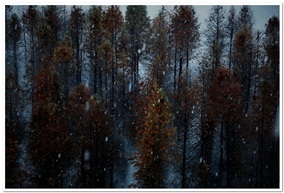 傲雪