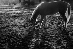 Lighting horse