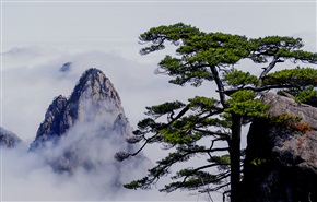 《黄山松》