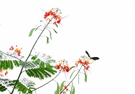《蝶恋花》