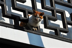 猫在高处赏景