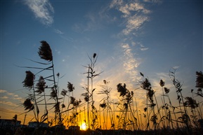 夕阳下的芦苇