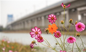 《 春天在不远处 》