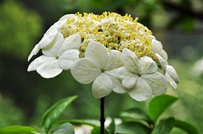 琼花