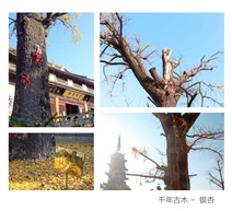 《千年古树-银杏》