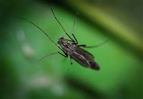 蚊王