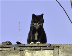 黑猫