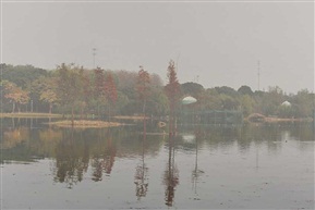 雾中秋景