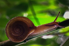 蜗牛2